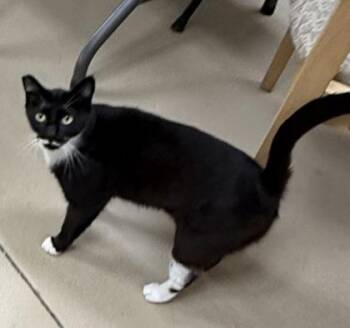 Sookie -  Domestic Short Hair Cat for Adoption in Wilkesboro, North Carolina - Sookie | PetCurious