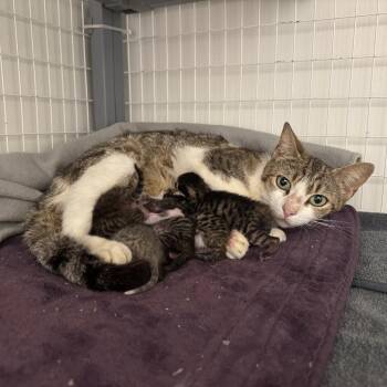 Medusa -  Domestic Short Hair Cat for Adoption in League City, Texas - Medusa | PetCurious
