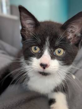 Remi -  Domestic Medium Hair Cat for Adoption in Avon, New York - Remi | PetCurious