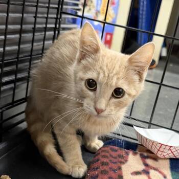 Mickey -  Domestic Short Hair Cat for Adoption in Idaho Falls, Idaho - Mickey | PetCurious