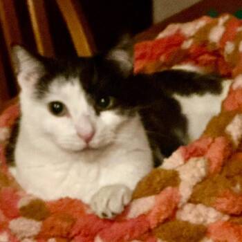 Domestic Short Hair Cats Available for Adoption in Saint Paul, Minnesota - Elton | PetCurious