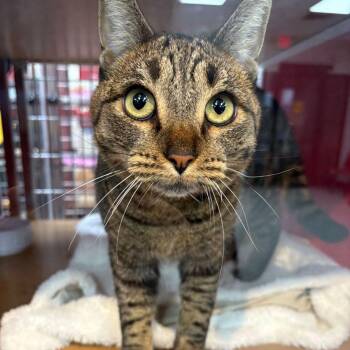 Priscilla -  Domestic Short Hair Cat for Adoption in Lake Havasu City, Arizona - Priscilla | PetCurious