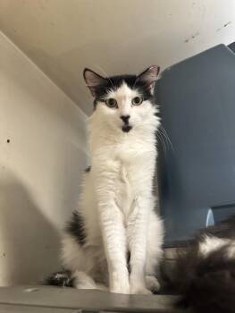 Rescue Domestic Medium Hair Cats for Adoption in Inglewood, California - Zinnia & Pansy | PetCurious