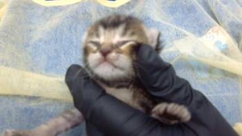 MILDRED -  Domestic Medium Hair Cat for Adoption in Dallas, Texas - MILDRED | PetCurious