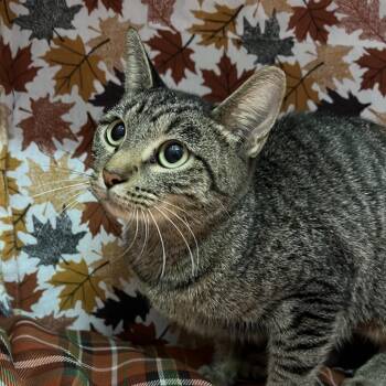 Twix -  Domestic Short Hair Cat for Adoption - Twix | PetCurious