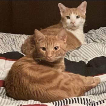 Seven -  Domestic Short Hair Cat for Adoption in Las Vegas, Nevada - Seven | PetCurious