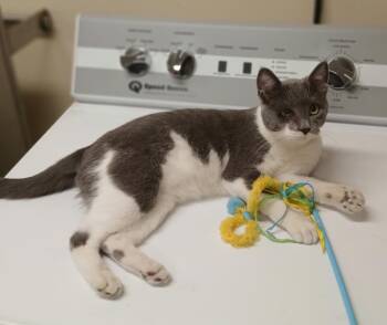 Link -  Domestic Short Hair Cat for Adoption in Ladysmith, Wisconsin - Link | PetCurious