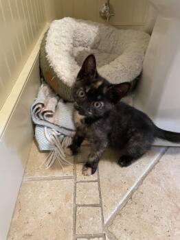 Rosie KITTEN -  Domestic Short Hair Cat for Adoption in Rockaway, New Jersey - Rosie KITTEN | PetCurious