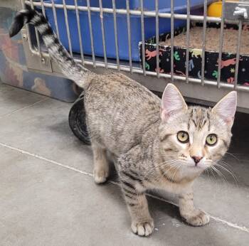 Rescue Tabby Cats for Adoption in Millville, Utah - Jada | PetCurious