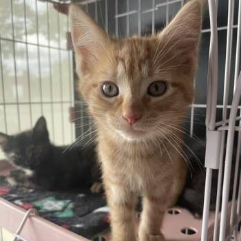 Carrot Cake -  Domestic Short Hair Cat for Adoption in Dayton, Ohio - Carrot Cake | PetCurious