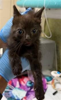 BIBINGKA -  Domestic Short Hair Cat for Adoption in Riverside, California - BIBINGKA | PetCurious