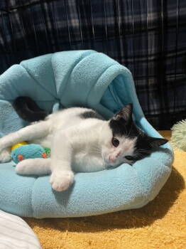 Rescue Domestic Short Hair Cats for Adoption in Cincinnati, Ohio - Peppermint Catty | PetCurious