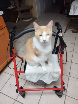 Rescue Domestic Short Hair Cats for Adoption in Winter Garden, Florida - Johnny Boy | PetCurious