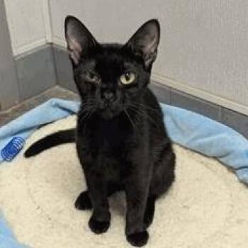 Kels -  Domestic Short Hair Cat for Adoption in New York, New York - Kels | PetCurious