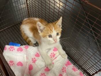 Rescue Domestic Short Hair Cats for Adoption in San Bernardino, California - CURT | PetCurious