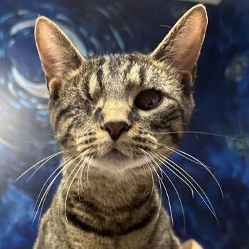 One Eyed Willy -  Domestic Short Hair Cat for Adoption in Lenexa, Kansas - One Eyed Willy | PetCurious