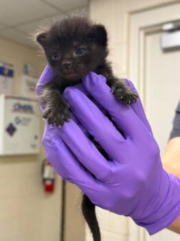Chewbacca -  Domestic Short Hair Cat for Adoption in Fruit Heights, Utah - Chewbacca | PetCurious