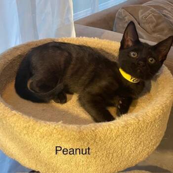 Domestic Short Hair Cats Available for Adoption in Carmel, Indiana - Peanut | PetCurious