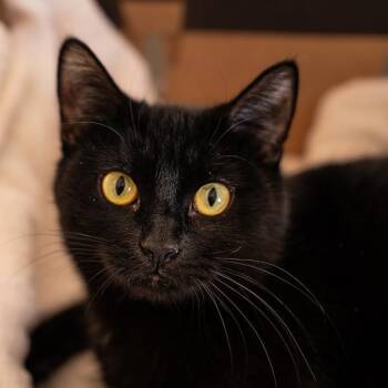 Domestic Short Hair Cats Available for Adoption - Chakra | PetCurious