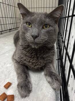 Gandalf -  Domestic Short Hair Cat for Adoption in Pomona, New York - Gandalf | PetCurious