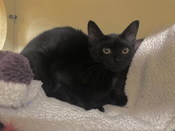 Olive -  Domestic Short Hair Cat for Adoption in Prince Frederick, Maryland - Olive | PetCurious