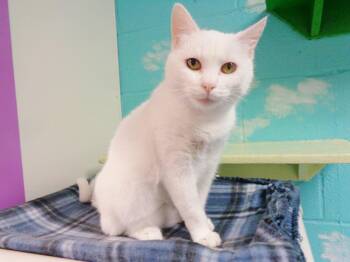 Domestic Short Hair Cats Available for Adoption in Delhi, New York - TAPIOCA | PetCurious