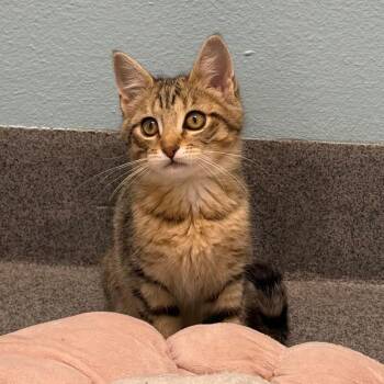 Tenderheart -  Domestic Short Hair Cat for Adoption in Fort Collins, Colorado - Tenderheart | PetCurious