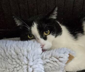 Maxwell -  Domestic Short Hair Cat for Adoption in Southbury, Connecticut - Maxwell | PetCurious
