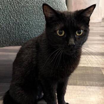 Lady Bug -  Domestic Short Hair Cat for Adoption in Jefferson City, Tennessee - Lady Bug | PetCurious