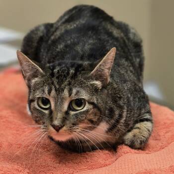 Rescue Domestic Short Hair Cats for Adoption in Wickenburg, Arizona - Lollipop | PetCurious