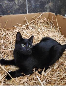 Luna -  Domestic Short Hair Cat for Adoption in North Babylon, New York - Luna | PetCurious