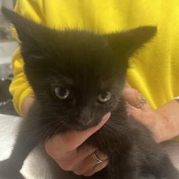 Domestic Short Hair Cats Available for Adoption in Fredericksburg, Virginia - Trippy Zippy | PetCurious
