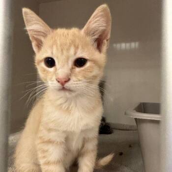 Thomas -  Domestic Short Hair Cat for Adoption in Redwood City, California - Thomas | PetCurious