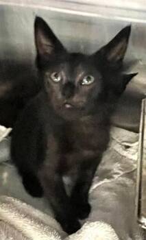 A659973 -  Domestic Short Hair Cat for Adoption in Houston, Texas - A659973 | PetCurious