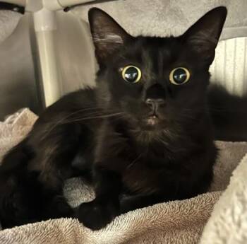 Domestic Medium Hair and Domestic Short Hair Cats Available for Adoption in Roseville, California - Binx | PetCurious