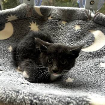 Domestic Short Hair Cats Available for Adoption in Long Beach, California - Smokey | PetCurious