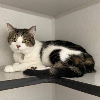 Domestic Short Hair Cats Available for Adoption in Aurora, Colorado - KIT-KAT | PetCurious