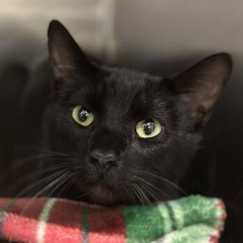 Jay Jay -  Domestic Short Hair Cat for Adoption in Matteson, Illinois - Jay Jay | PetCurious