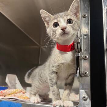Aero -  Domestic Short Hair Cat for Adoption in Tampa, Florida - Aero | PetCurious