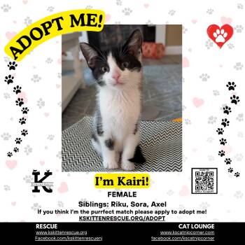 Kairi -  Domestic Short Hair Cat for Adoption in OSBORNVILLE, New Jersey - Kairi | PetCurious