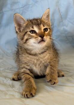 Rescue Domestic Short Hair Cats for Adoption in West Memphis, Arkansas - Nelson | PetCurious