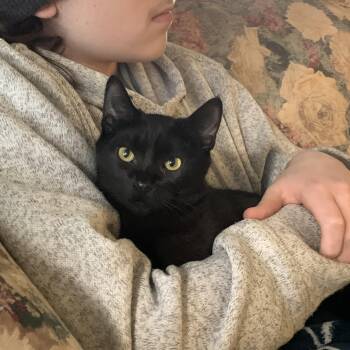 Domestic Short Hair Cats Available for Adoption - Crayon & Watercolor | PetCurious