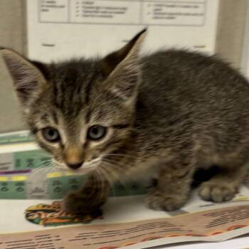 Yuma -  Domestic Short Hair Cat for Adoption in Yuma, Arizona - Yuma | PetCurious