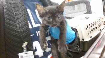 A476357 -  Domestic Short Hair Cat for Adoption in Oklahoma City, Oklahoma - A476357 | PetCurious