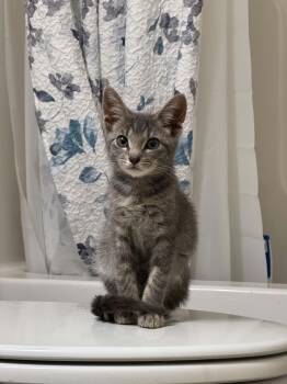 Chip -  Domestic Short Hair and Siamese Cat for Adoption in Fairview Beach, Virginia - Chip | PetCurious