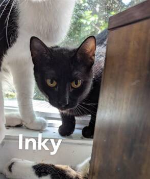 Rescue Domestic Short Hair Cats for Adoption in Kalamazoo, Michigan - Inky | PetCurious