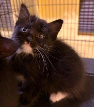 Velma -  Domestic Medium Hair Cat for Adoption in Reno, Nevada - Velma | PetCurious