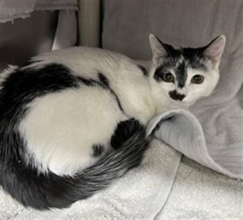 Domestic Short Hair Cats Available for Adoption in Derwood, Maryland - BISSA BELLE | PetCurious