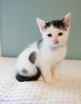 Domestic Short Hair Cats Available for Adoption in Loogootee, Indiana - Dipstick | PetCurious