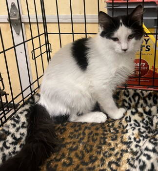 Rescue Domestic Medium Hair Cats for Adoption in Pryor, Oklahoma - Max | PetCurious